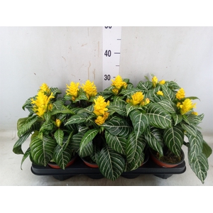 Aphelandra squar. 'Dania'