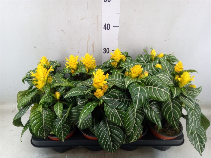 <h4>Aphelandra squar. 'Dania'</h4>