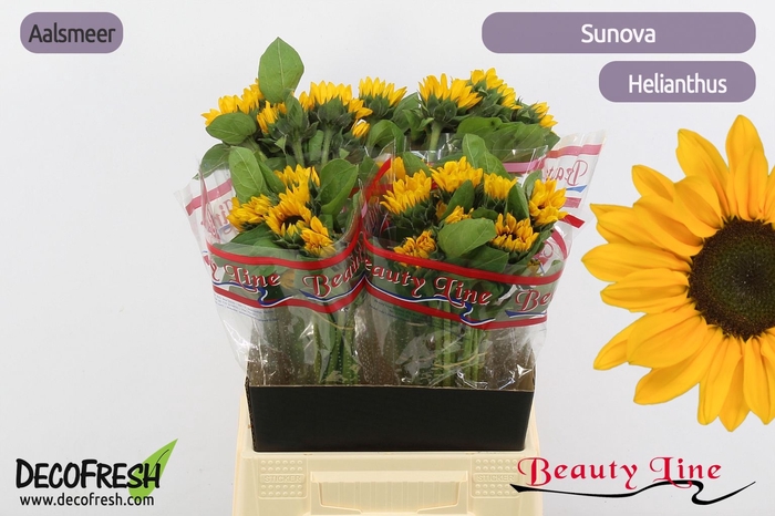 <h4>HELI SUNOVA</h4>