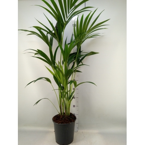 Howea forsteriana