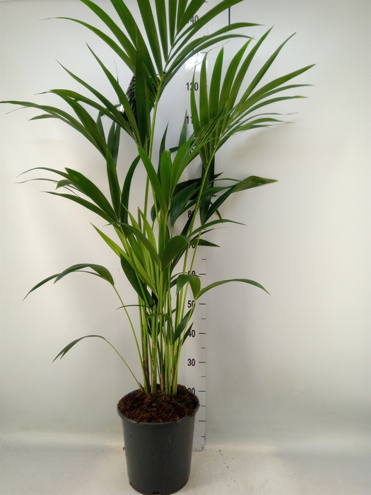 <h4>Howea forsteriana</h4>