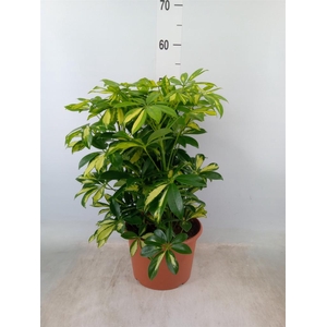 Schefflera arbor. 'Gerda'