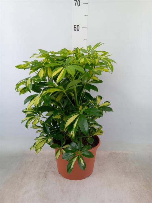 <h4>Schefflera arbor. 'Gerda'</h4>