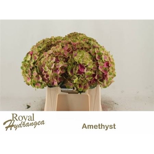 Hydr M Mag Amethyst Rose