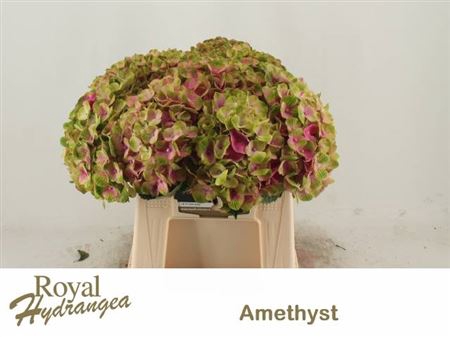 <h4>Hydr M Mag Amethyst Rose</h4>