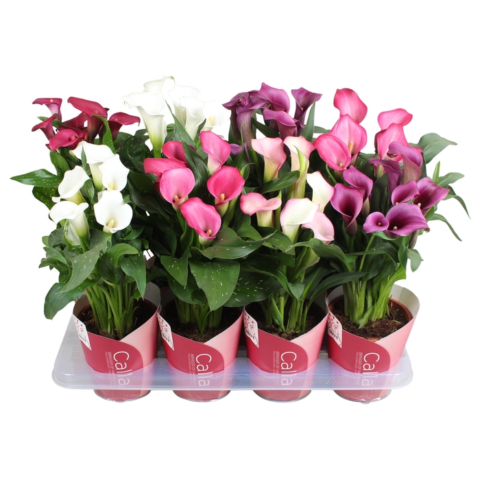 <h4>Zantedeschia gemengd Calla Vrouwendag mix met roze potcover</h4>