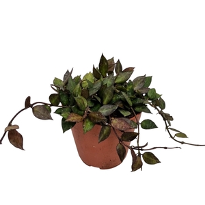 HOYA KR BLACK LEAVES