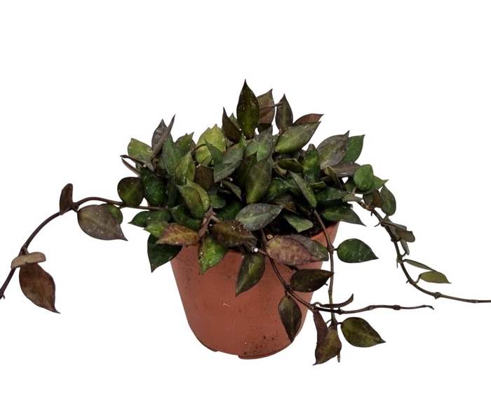 <h4>HOYA KR BLACK LEAVES</h4>