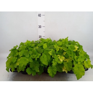 Tolmiea menziesii   ...variegated