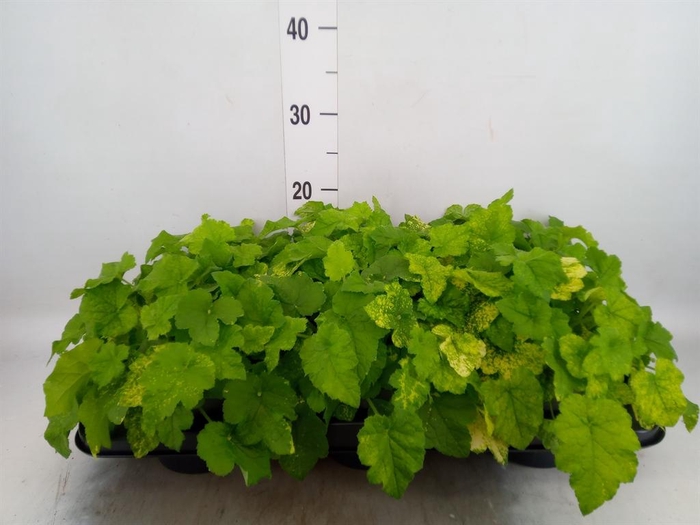 <h4>Tolmiea menziesii   ...variegated</h4>