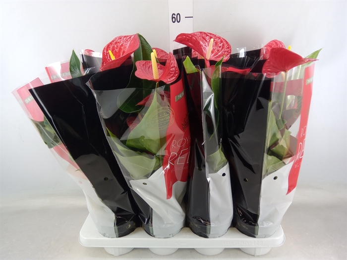 <h4>Anthurium andr. 'Michigan'</h4>