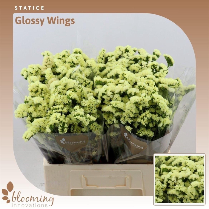 <h4>Statice Glossy Wings</h4>