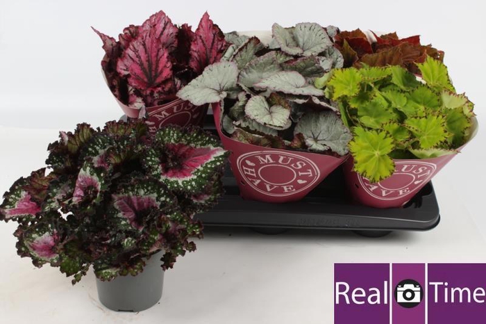 <h4>BEG BEL GEM</h4>