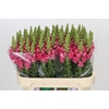 Antirrhinum Potomac Rose