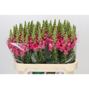 Antirrhinum Potomac Rose