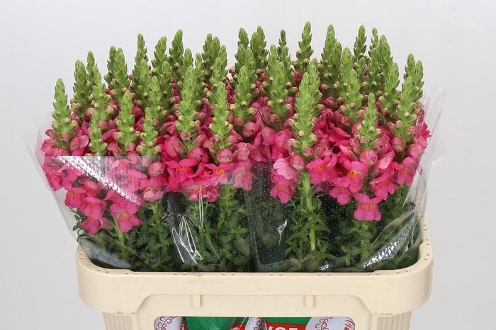 <h4>Antirrhinum Potomac Rose</h4>