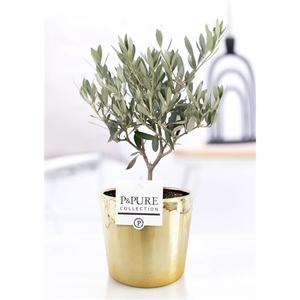 Olea Europaea in P&PURE Laryssa ceramics shiny gold