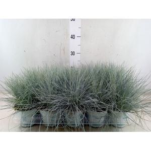 Festuca glauca 'Compacta Blue'