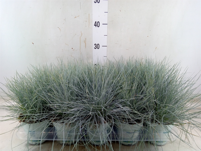 <h4>Festuca glauca 'Compacta Blue'</h4>