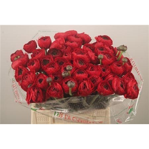 Ran.. Su Tango Extra X50