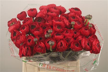 Ran.. Su Tango Extra X50