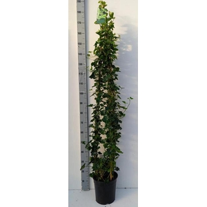 Hedera hibernica 27Ø 180cm