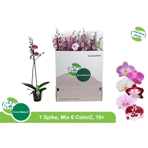 PHAL GEM