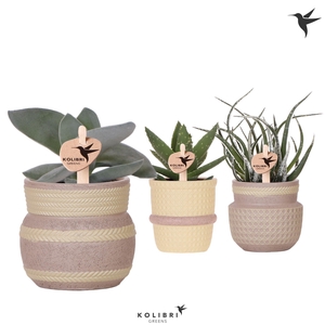 Kolibri Greens Succulenten mix in Ethnic pot khaki mix