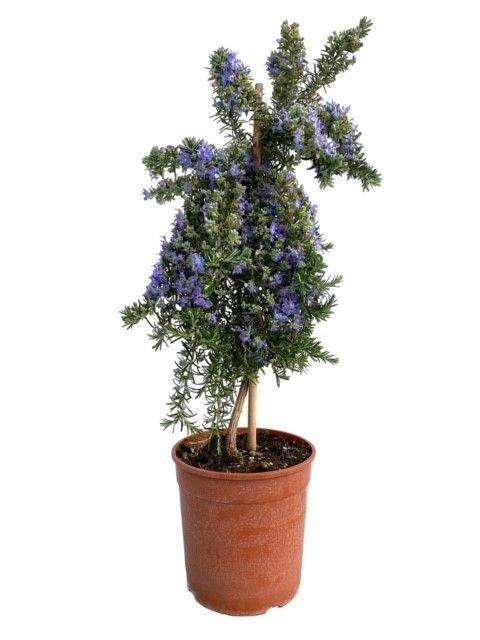 <h4>Rosmarinus prostratus "OP STAM"</h4>