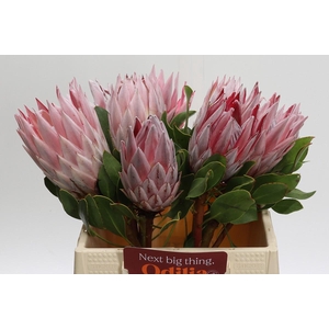 Protea Cynaroides