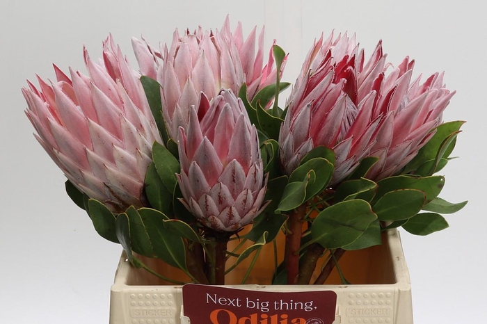 <h4>Protea Cynaroides</h4>