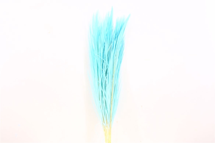 <h4>Pres Phoenix Light Blue Bunch</h4>