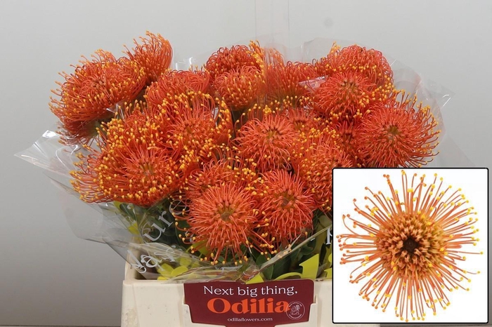 <h4>LEUCO CO GOLD DUST</h4>