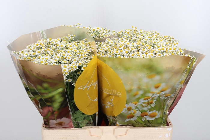 <h4>Tanacetum Pa Single Vegmo</h4>