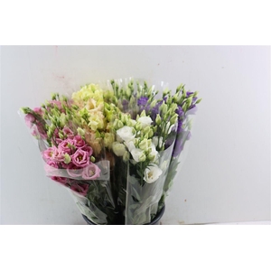 Eus G Assorti 5 St Per Bunch