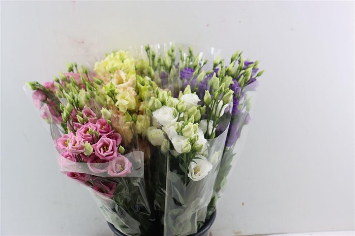 <h4>Eus G Assorti 5 St Per Bunch</h4>