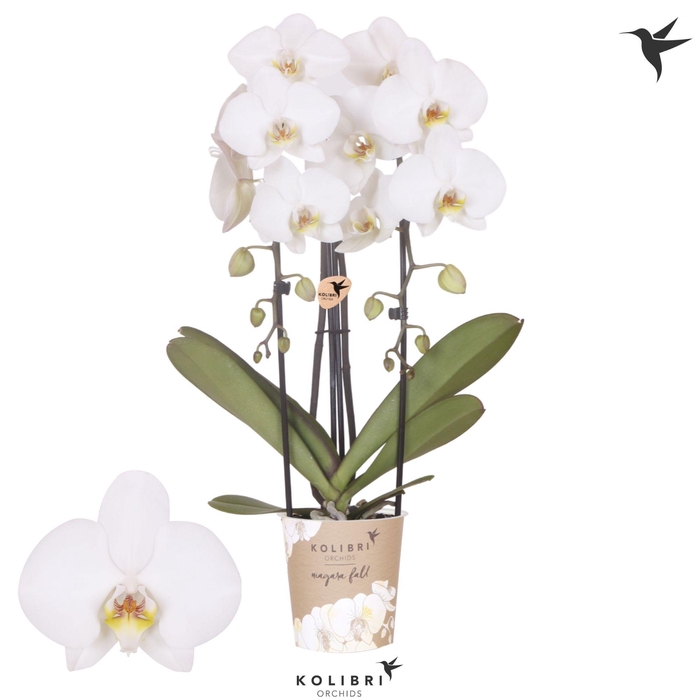 <h4>Kolibri Orchids Phalaenopsis Cascade Niagara Fall Leeds 2 spike</h4>