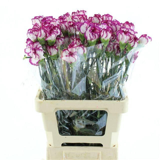 <h4>DI ST KINO SPORT WHITE CERISE EDGE</h4>