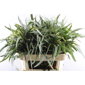 Deco Gr Eucalyptus Boule Bos