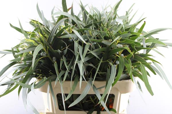 <h4>Deco Gr Eucalyptus Boule Bos</h4>