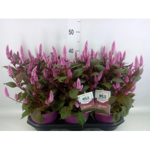 Celosia arg. SP 'Wild Pink'
