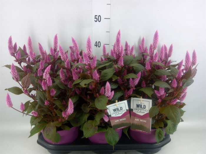 <h4>Celosia arg. SP 'Wild Pink'</h4>