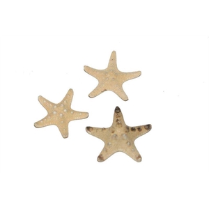 Zeesterren rhino up nat.30 st