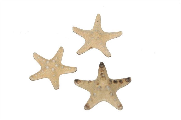 <h4>Zeesterren rhino up nat.30 st</h4>