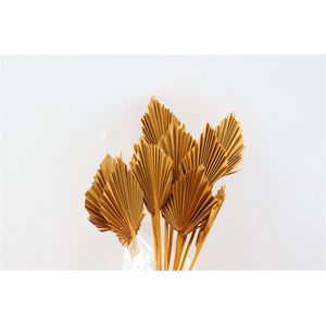 Dried Palm Spear 10pc Orange Bunch