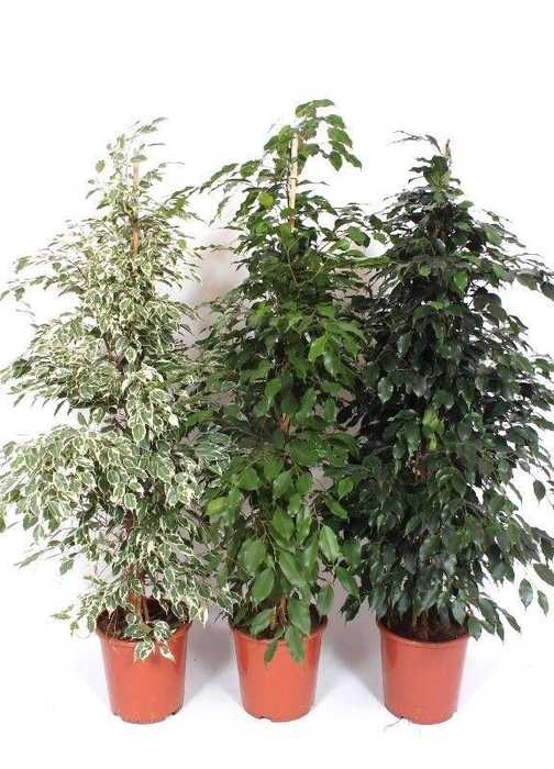 <h4>Ficus Mixkar</h4>