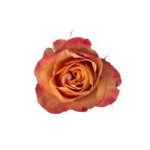 R GR CHILI Welyflor
