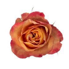 <h4>R GR CHILI Welyflor</h4>