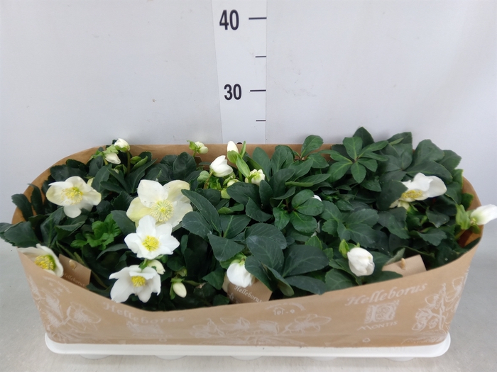 <h4>Helleborus niger 'Christmas Carol'</h4>