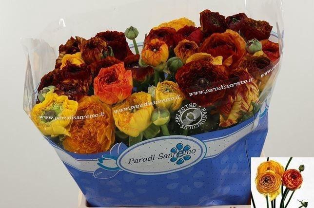 <h4>RAN SU ELIOS</h4>